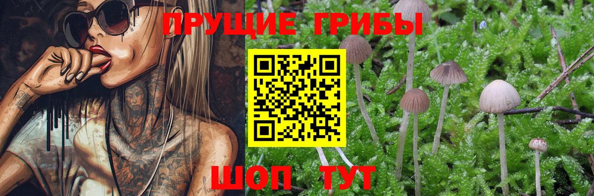 Ейск  Галлюциногенные грибы мицелий  Псилоцибиновые грибы Cubensis  цены   Вход с VPN 