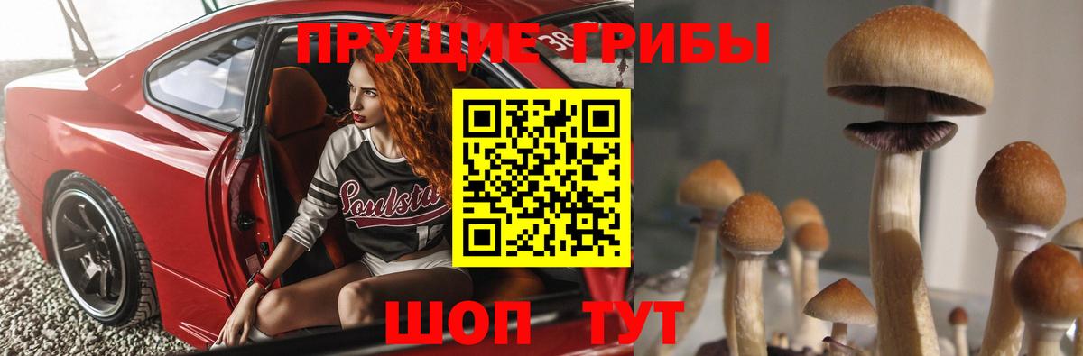 Галлюциногенные грибы Psilocybine cubensis Ейск